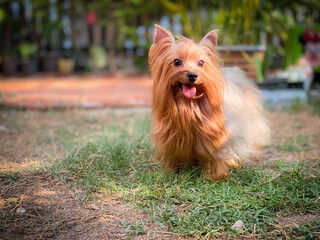 Yorkshire terrier is walked in the garden houses.