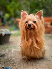 Yorkshire terrier is walked in the garden houses.