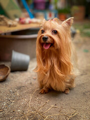 Yorkshire terrier is walked in the garden houses.