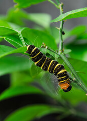yellow-brown caterpillar on a branch