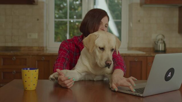 Woman typing on laptop and Labrador Retriever dog interrupting her sitting in the kitchen. Person with pet friend working from home.
