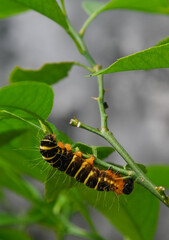 caterpillar on a branch