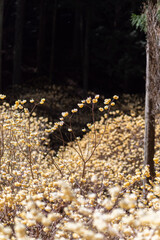 ミツマタの群生地　愛知県