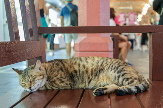 Homeless tabby cat sleeps on bench at on Traditional market in Dubai, UAE, selective focus. High quality photo