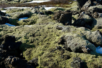 Volcanic landscape with moss in Iceland