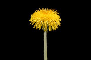 Blooming yellow dandelion flower isolated on black background