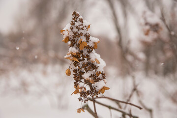 Winter landscape. Winter scene. Frozen plants.