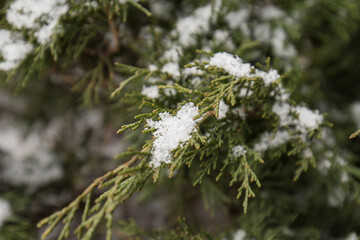 Winter in forest, trees covered with white fluffy snow. 