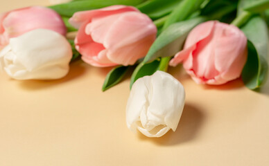 Tulips white pink blurred flowers on beige background closeup macro. Mothers day greeting card template