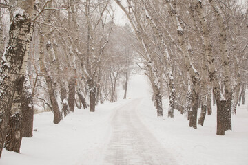 Fototapeta premium Winter landscape. Winter scene. Snowy path.Snow forest alley