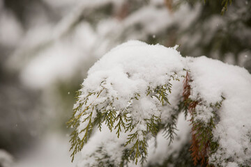 Winter in forest, trees covered with white fluffy snow. 
