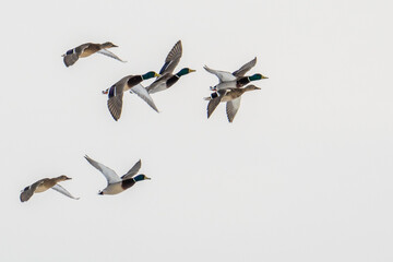 A group of wild ducks flies across the blue sky close-up. A flock of ducks, mallards and drakes flies flapping their wings.