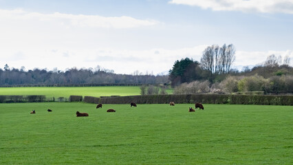 Beautiful Scottish Farmlands with farming fields Beautiful Scottish Farmlands with farming fields and trees and hedgerows and in the middle distance some brown sheep.