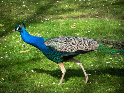 peacock walking on the lawn in the park