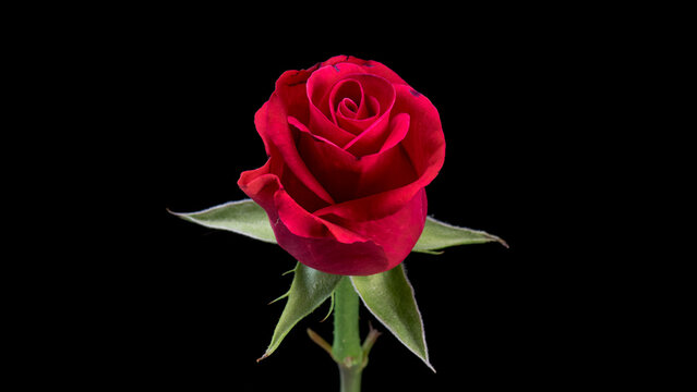 Single beautiful red rose isolated on black background