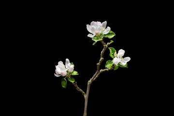 Beautiful flowers of apple tree isolated on black background. Blossoming branch of fruit tree.