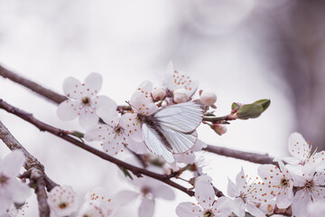 motyl na kwiatach śliwy w sadzie wiosną, wiosna w sadzie  - obrazy, fototapety, plakaty