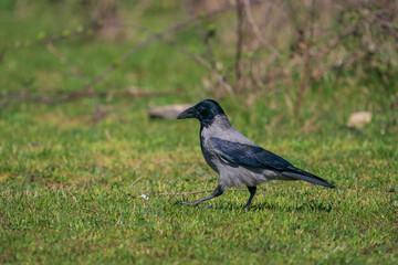 Hooded Crow (Corvus cornix) perched on grass