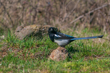 Eurasian Magpie (Pica pica) perched on grass