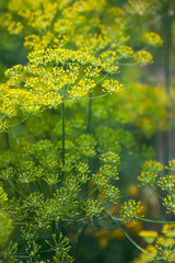 Fresh dill (Anethum graveolens) growing on the vegetable bed. Annual herb, family Apiaceae.  Growing fresh herbs. Green plants in the garden, ecological agriculture for producing  healthy food concept