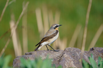 Northern Wheatear (Oenanthe oenanthe) perched on a rock