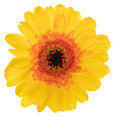 Wonderful yellow Gerbera (Daisy) isolated on white background, including clipping path.