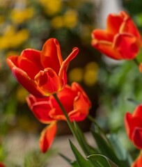 Tulipano rosso