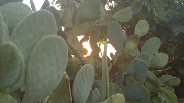 Big succulent cactus plants growing under bright sunlight in Italian garden. Edible tropical cactus leaves, nopal plant spines are not poisonous for humans or animals.