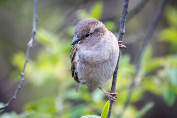 Sparrow sitting on a green branch in spring. Sparrow with playful poise on branch in spring or summer