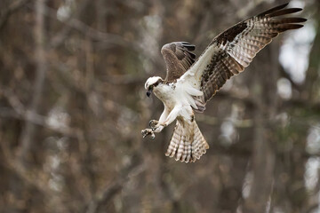 Bird in flight. Osprey Lochraven 