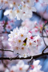 The best cherry blossom in Yokohama