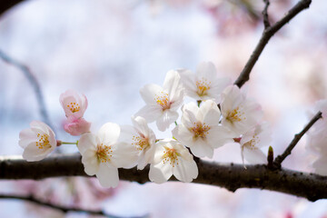 The best cherry blossom in Yokohama