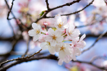 The best cherry blossom in Yokohama