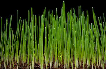Fototapeta na wymiar Young wheat or green grass seedlings growing in a soil, isolated on black background.