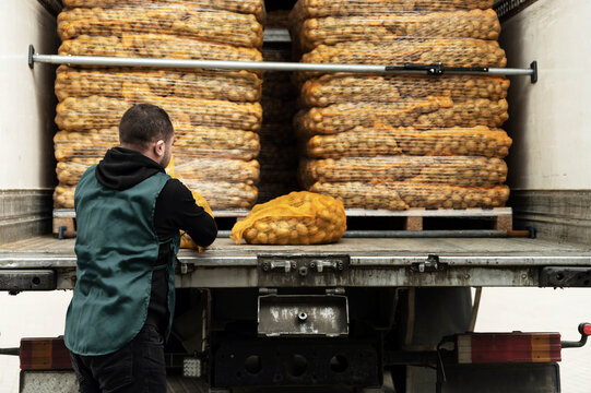worker loads potatoes into a truck. clean potatoes in bags stacked in the car and waiting to be sent. man shifts a bag with potatoes. vegetable delivery service