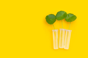 Fresh green centella asiatica leaves on yellow background.