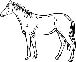 Horse animal symbol Zodiac year Hand drawn Line art Illustration