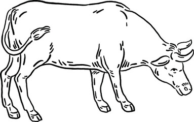 Cow animal symbol Zodiac year Hand drawn Line art Illustration