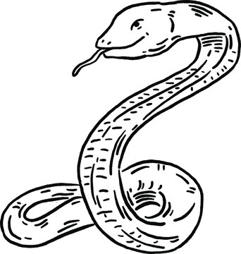 Snake animal symbol Zodiac year Hand drawn Line art Illustration