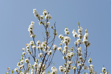 白い花桃　花模様