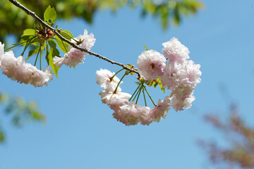 一葉　八重桜