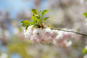 一葉　八重桜