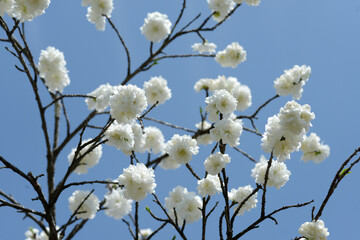 白い花桃