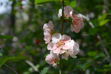 ピンクのボケの花
