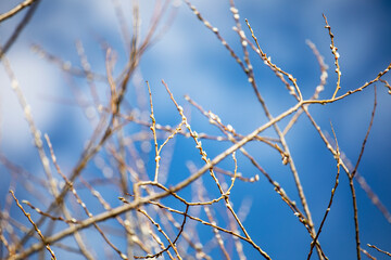abstract natural background of blurry twigs on the blue sky, horizontal.