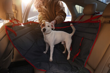 Woman fastening her cute Jack Russel Terrier dog with safety belt in bag carrier inside car. Pet...