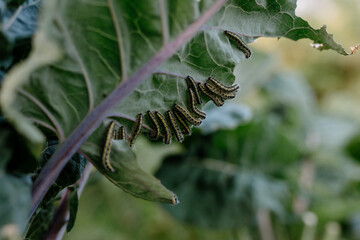 Ascia monuste caterpillar green eating cabbage