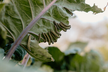 Ascia monuste caterpillar green eating cabbage