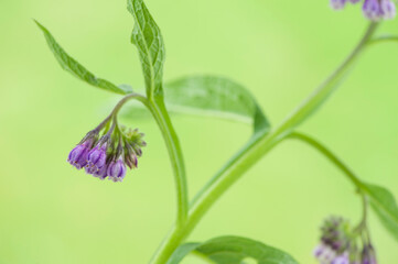 Close -up of pink comfrey. Symphytum officinale.