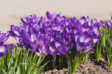 Bees on purple crocus growing outside. View at magic blooming spring flowers crocus sativus. Selective Focus. Spring garden.